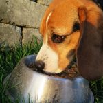 Recommended portion sizes for dog nutrition