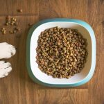 Types of food for dogs (dry, wet, homemade)
