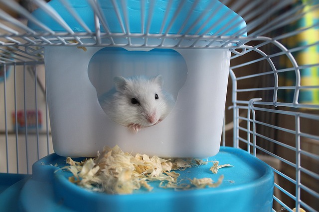 house for a hamster