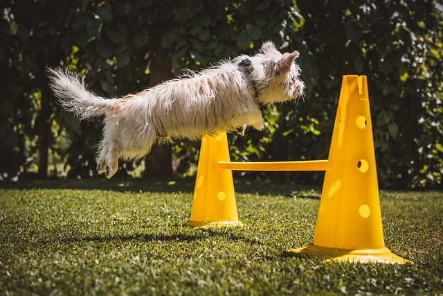 physical activity in dogs