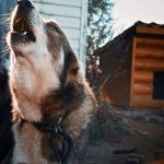 Why dogs howl