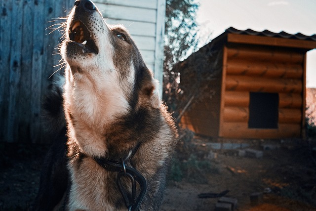 Why dogs howl?