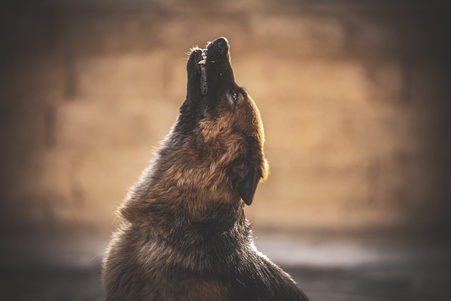 Why dogs howl?