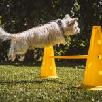 Basic dog obedience training