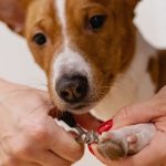 Nail trimming for dogs