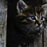 Why Cats Can See Well in the Dark