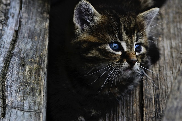 Why Cats Can See Well in the Dark