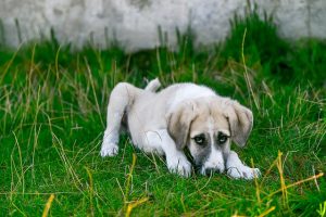 Parasites in Dogs
