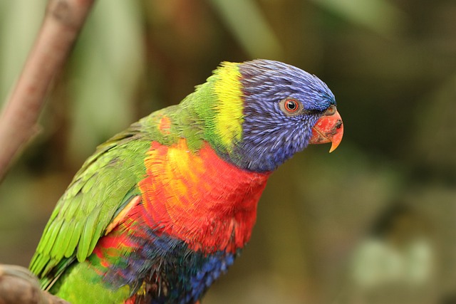 Why Parrots Mimic Sounds
