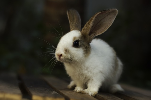 Why Rabbits Move Their Noses