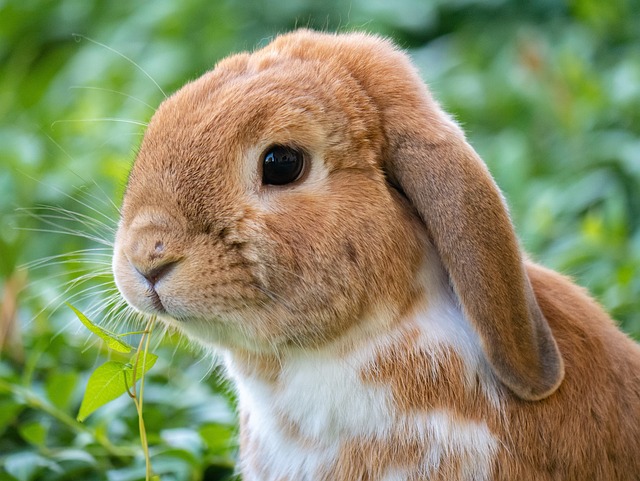 Why Rabbits Move Their Noses